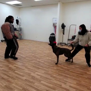 Persaonl Protection Dog Training Video at Toronto K9 Center