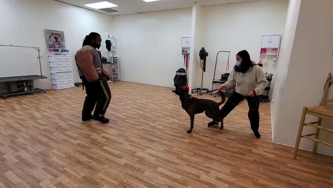 Persaonl Protection Dog Training Video at Toronto K9 Center