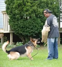 Roger Richards - Lead Dog Trainer at TorontoK9Center.com at Pickering, Ontario