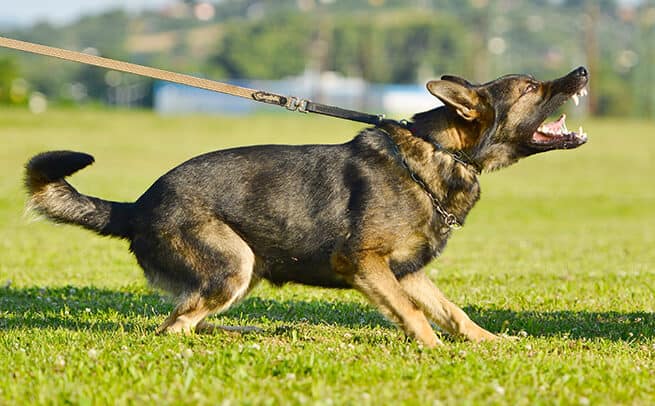German Shepherd Dog trained by TorontoK9Center.com
