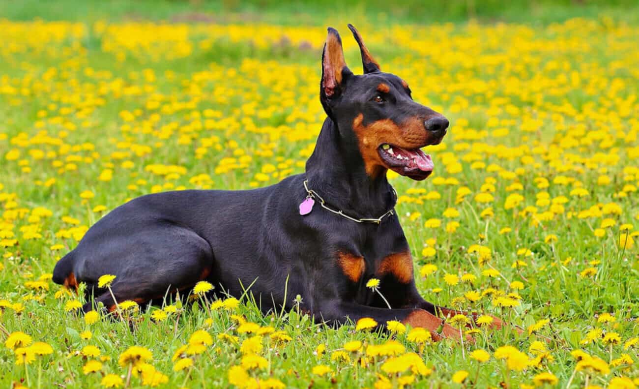 Doberman dog lying in Yellow Flower Field