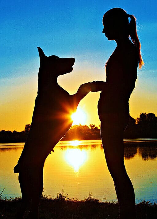 Doberman dog standing with woman in the sunset