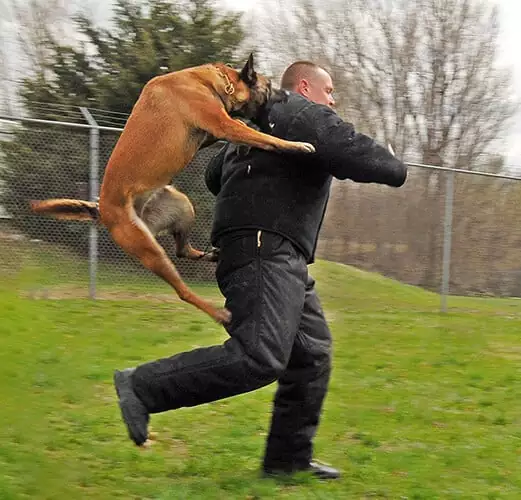 Attack dog in training on Trainer's back at TorontoK9Center.com