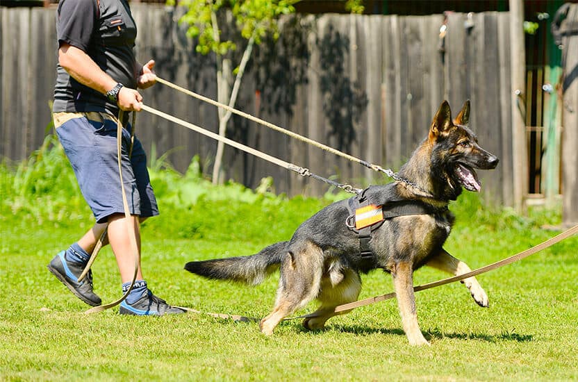 German Shepherd Personal Protection training at TorontoK9Center.com
