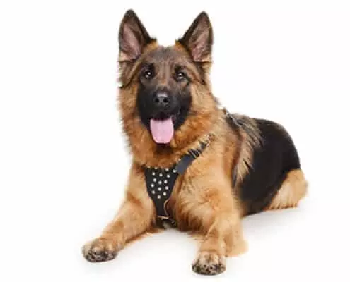 German Shepherd dog trained by TorontoK9Center.com