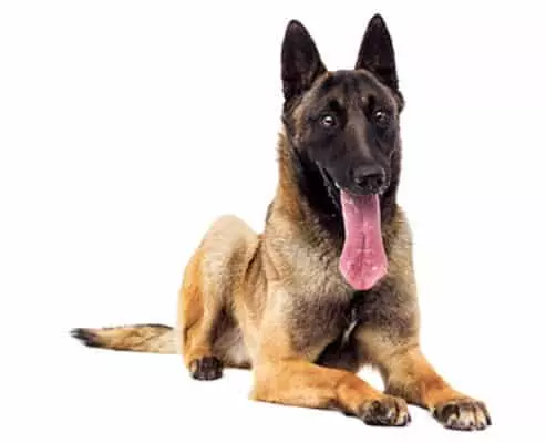 Belgian Malinois dog trained by TorontoK9Center.com