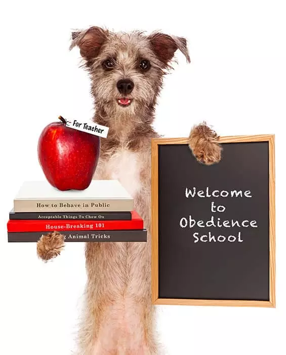 Obedience dog training offering private and group classes offered by TorontoK9Center.com