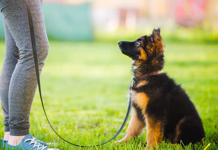 Long Haired German Shepherd puppy being trained with his owner