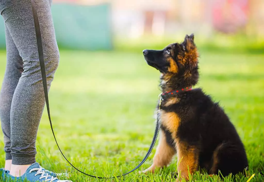 Toronto & Durham's 1 Dog Training & Dog Obedience Classes