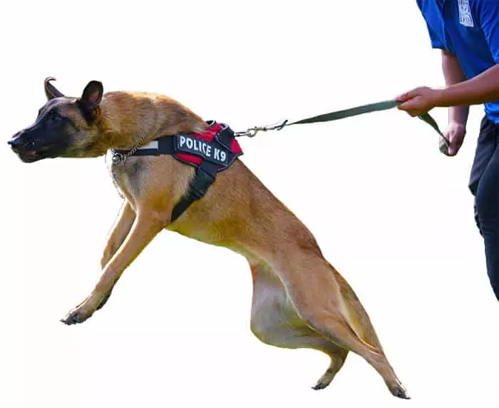 Toronto & Durham's 1 Dog Training & Dog Obedience Classes