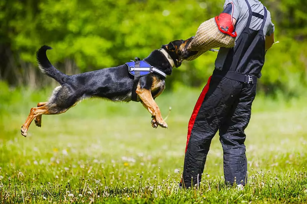 Working Dog Training • Toronto K9 Center Puppies, Security, Guard Dogs