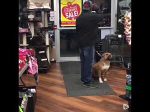 Controlling the Belgian Malinois in the Pet Store