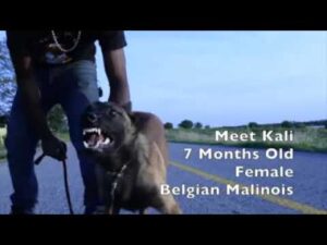 7 Month Old Puppy with Narcotic Detection Training