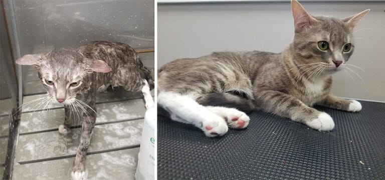 Cat getting a Bath and After at TorontoK9Center