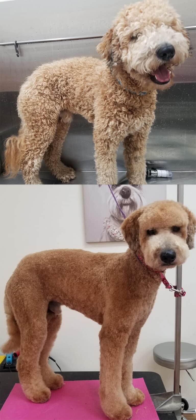 Dog before and after Full Dog Grooming at Toronto K9 Center