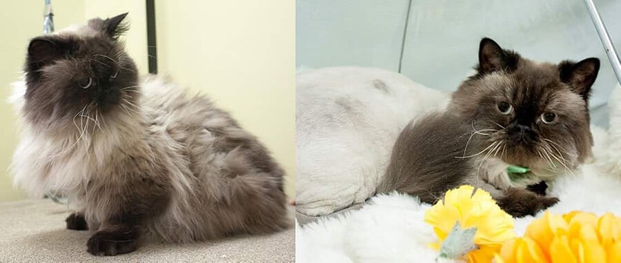 Cat Before and after Lion Style Cut at Toronto K9 Center
