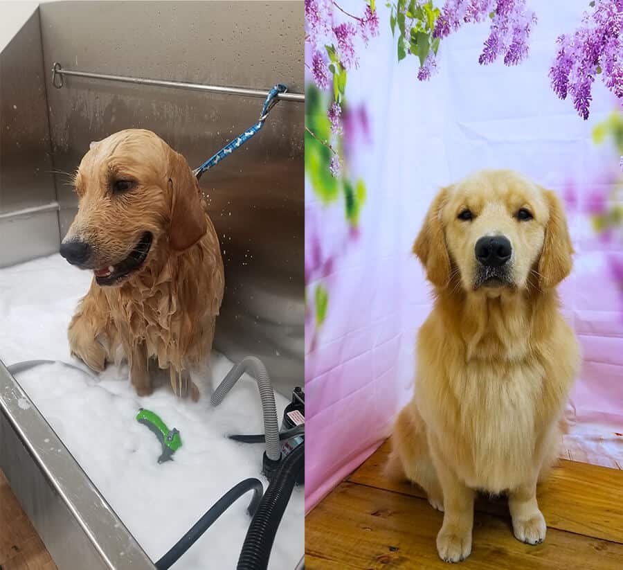 Dog getting a bath and after dog groomed at at Toronto K9 Center