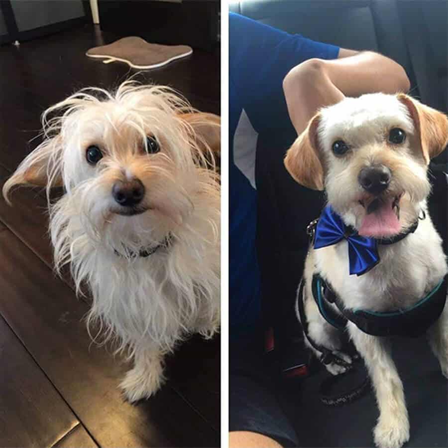 Dog before and after dog grooming at Toronto K9 Center