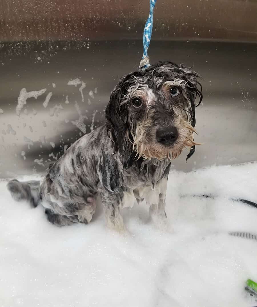 Dog getting a Bath at Toronto K9 Center