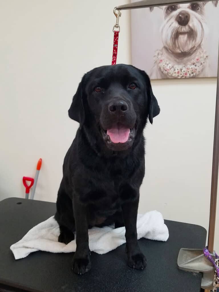 Dog after getting a Bath and Tidy at Toronto K9 Center