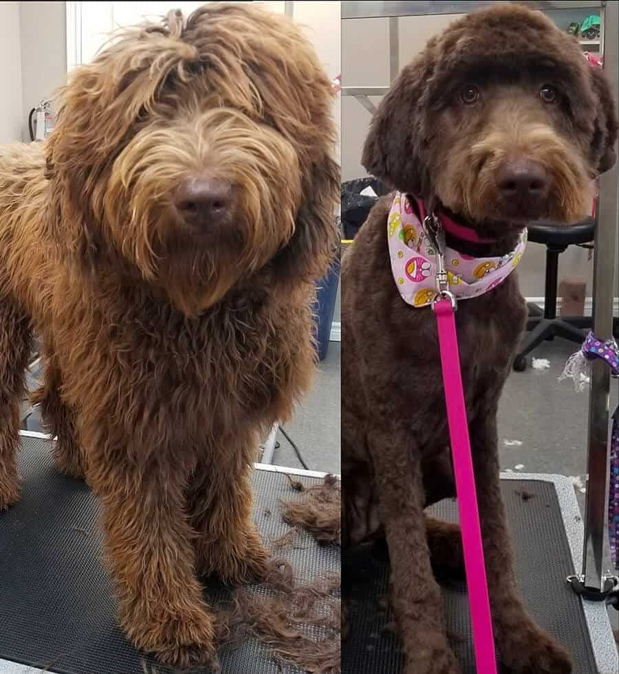 Dog before and after dog grooming at Toronto K9 Center