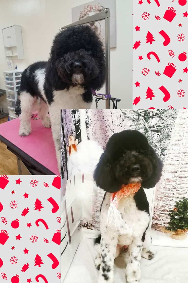 Dog before and after Full Dog Grooming at Toronto K9 Center