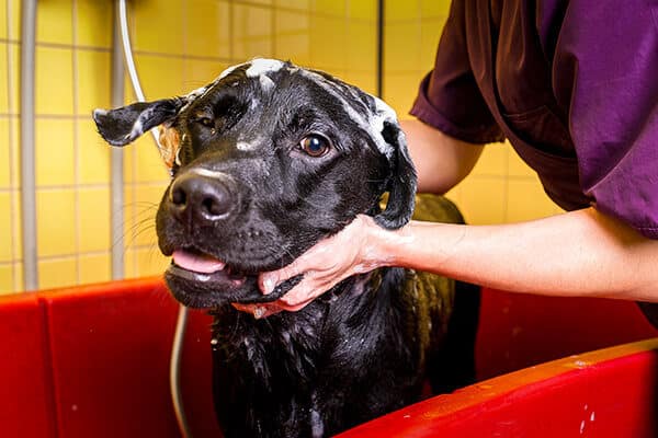 Black Labrador dog getting a bath at Toronto K9 Center