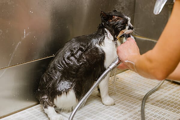 Cat getting a Bath at Toronto K9 Center