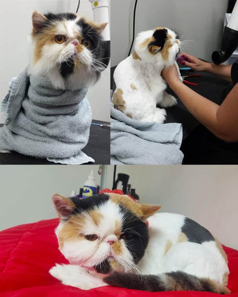 Cat getting Bath and Tidy at Toronto K9 Center