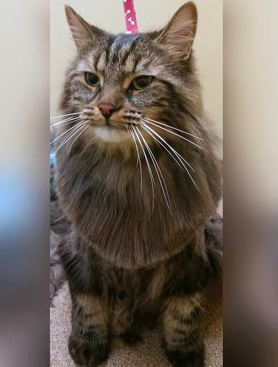 Cat with Lion Style trim at Toronto K9 Center
