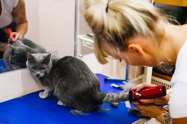 Finishing the Layered Lion Cut Tail Style on a Cat's Tail at Toronto K9 Center