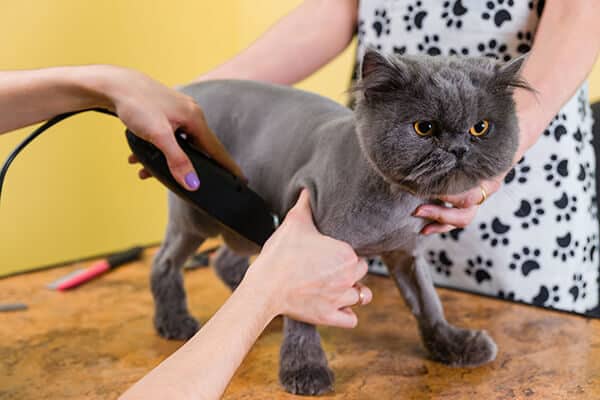 Cat getting a Plush Cut Hair Style at Toronto K9 Center