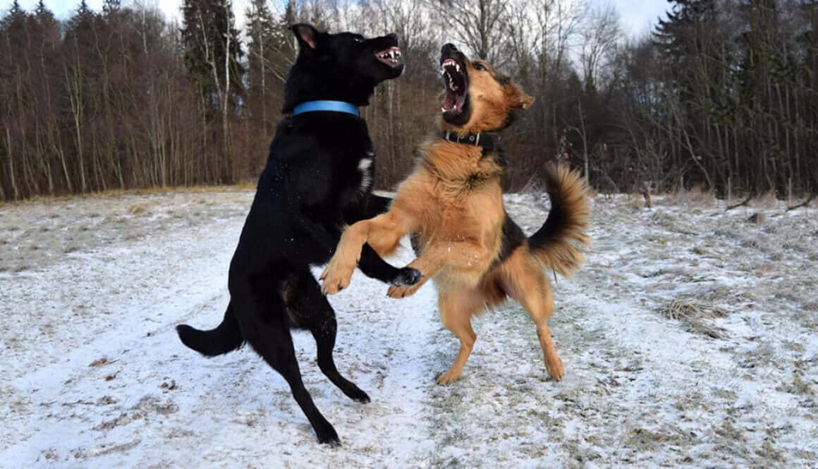 Controlling Dog Aggression by TorontoK9Center.com