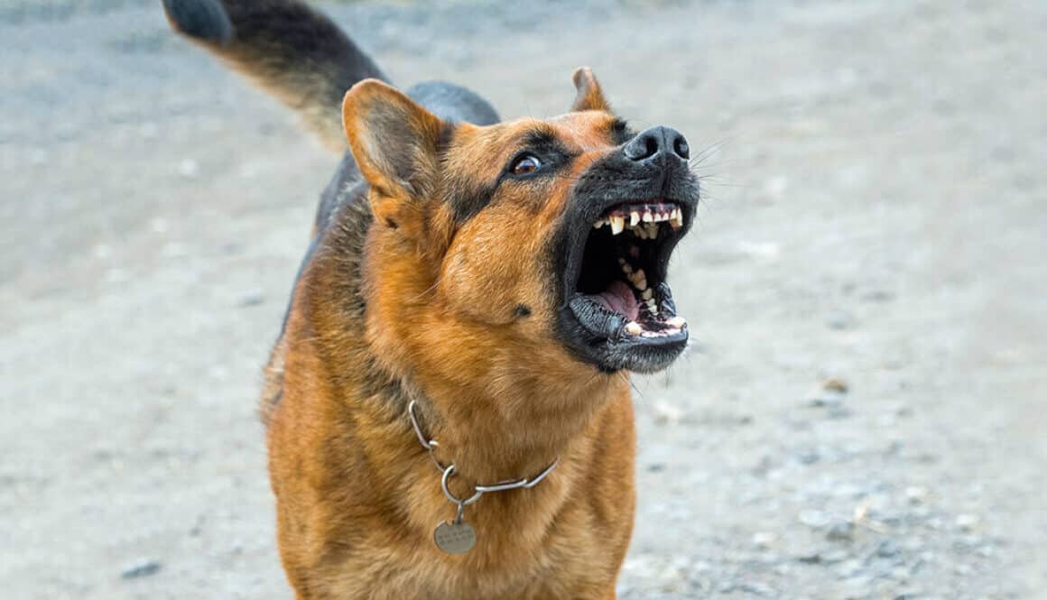 Dog Aggression towards people - Dog Obedience Training at TorontoK9Center.com