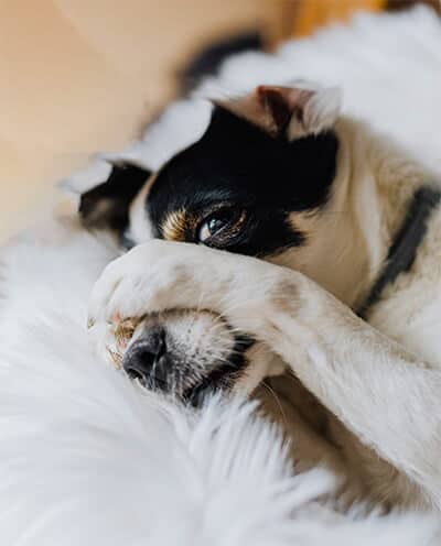 Dog covering his eye with his paw at Natasha's Dog & Cat Grooming at Toronto K9 Center