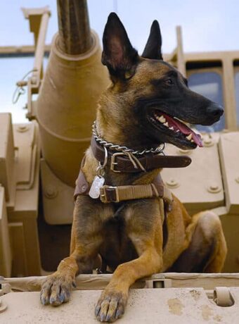 Dog Training in the United States Military - by TorontoK9Center.com Working Dog Training