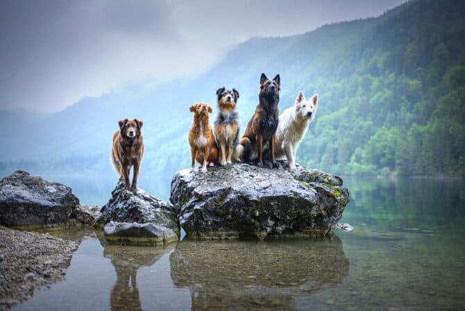 Dogs sitting on a rock at a lake beachfront trained by TorontoK9Center.com