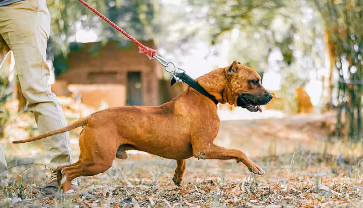 Dog Leash Training by TorontoK9Center.com