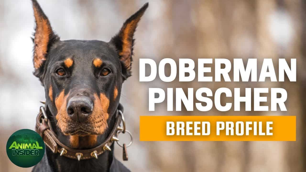 Doberman Pinscher Dogs 101
