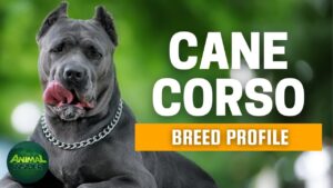 Cane Corso Dogs 101