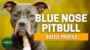 Blue Nose Pitbull Dogs 101