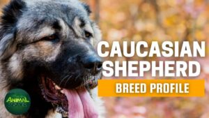 Caucasian Shepherd Dogs 101