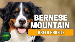 Bernese Mountain Dogs 101