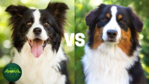Border Collie vs Australian Shepherd Dogs