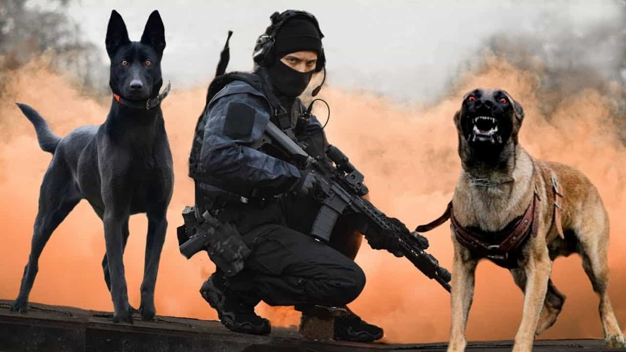 10 UItimate Police & Military Dogs