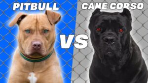 Pitbull vs Cane Corso