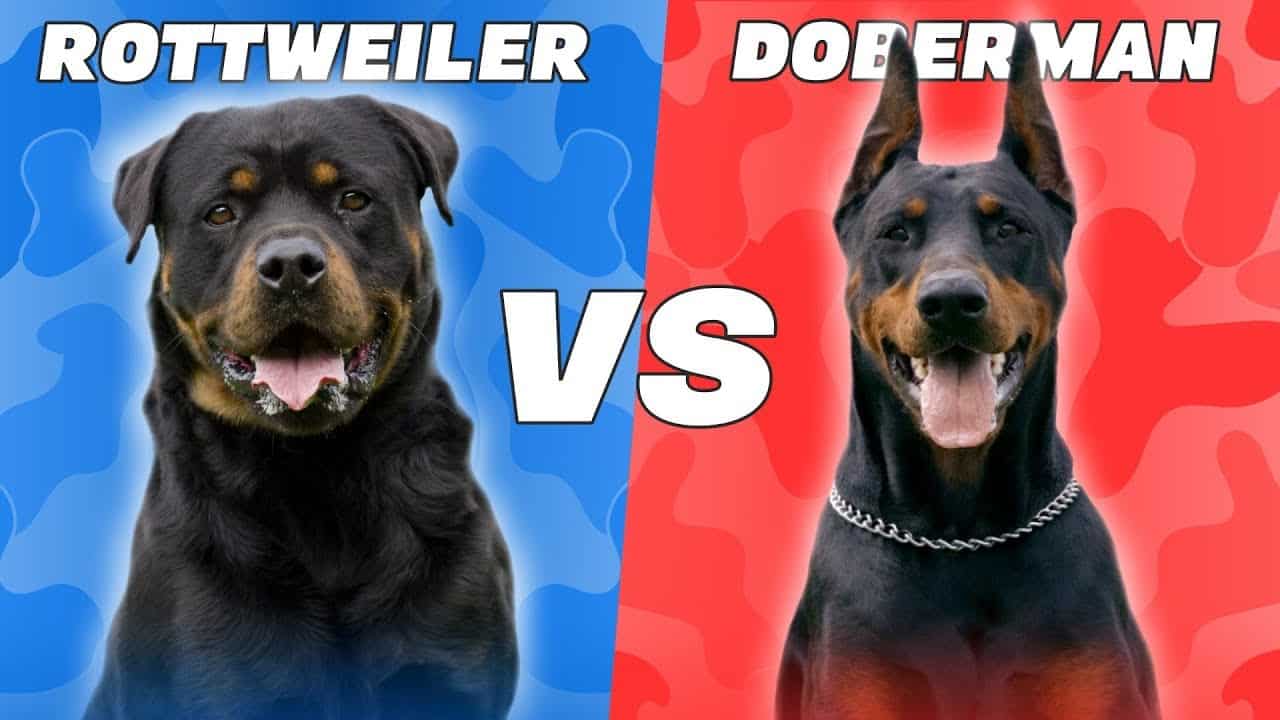 Rottweiler vs Doberman