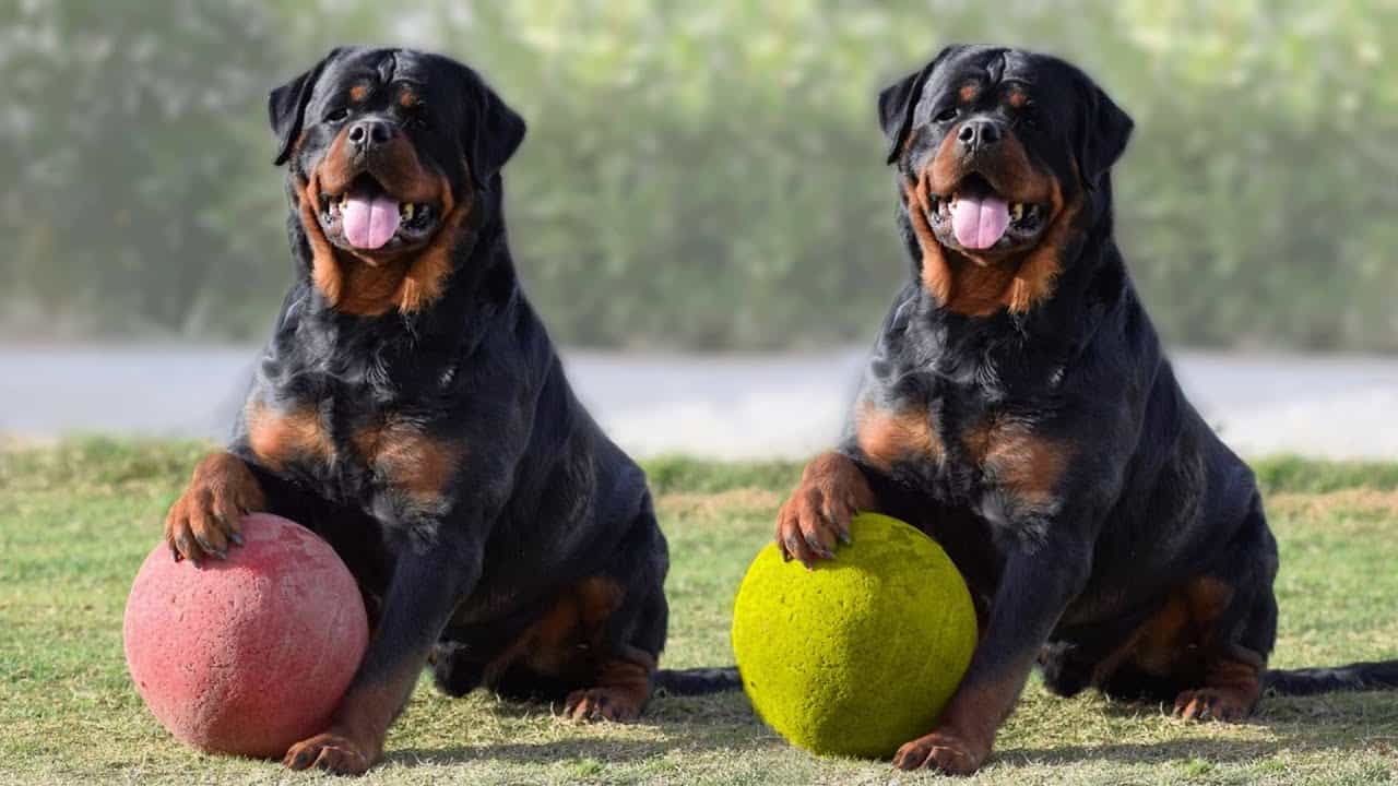 Rottweiler - Amazing Facts