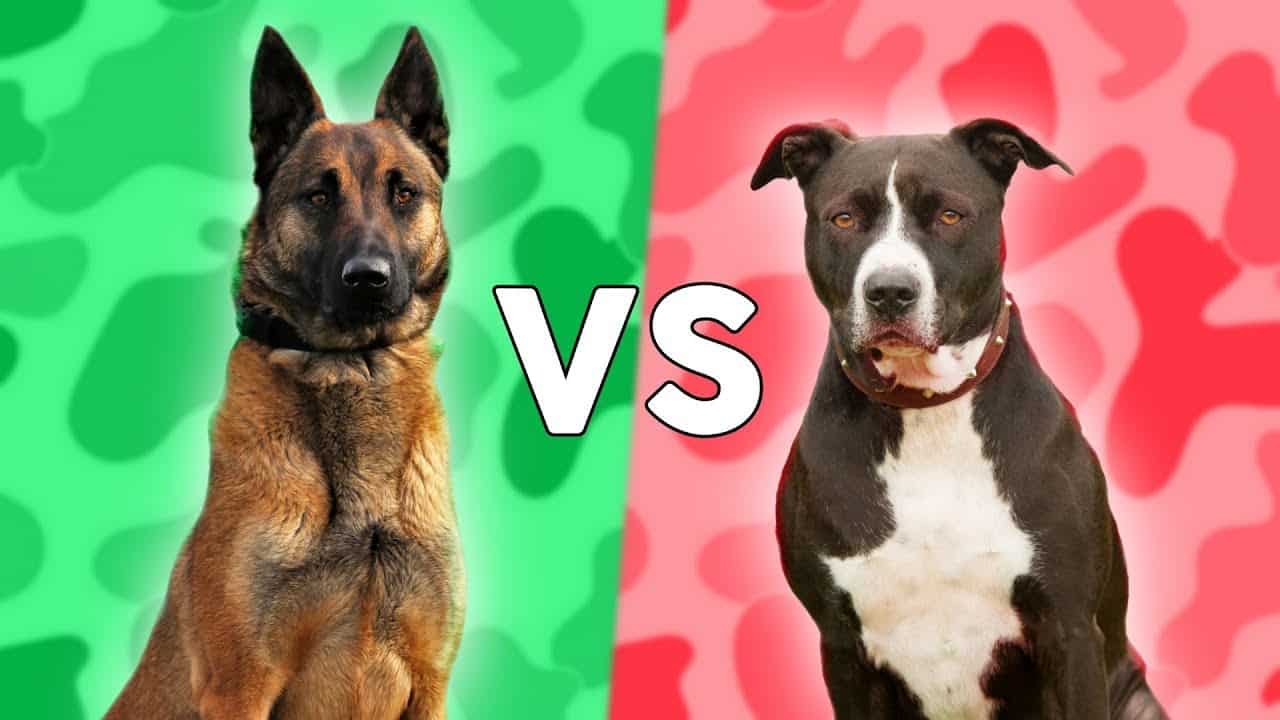 Belgian Malinois vs American Pitbull Terrier