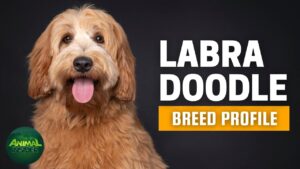 Labradoodle Dogs 101
